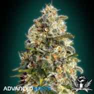 Advanced Seeds Heavy Bud